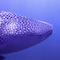 Whaleshark